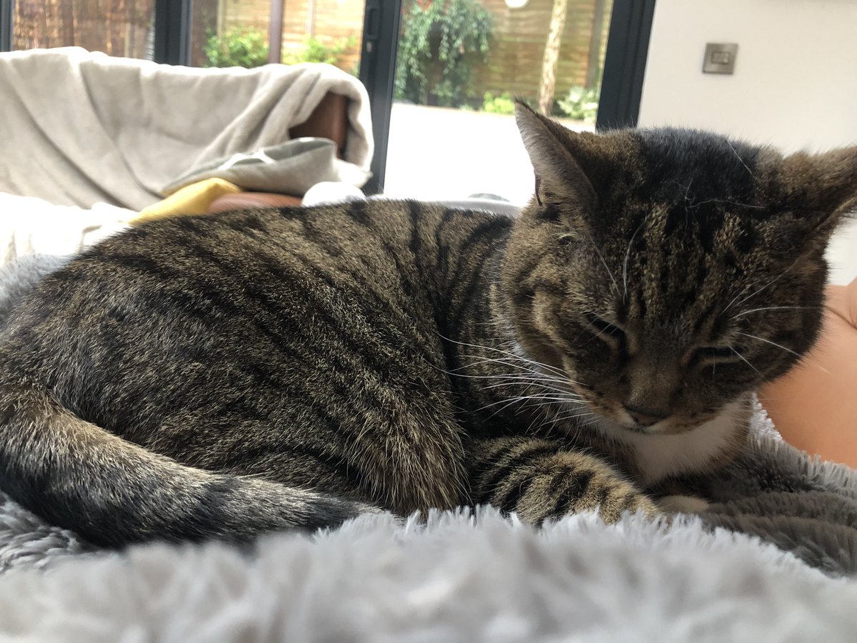 Been off Twitter due to surgery but my fabulous nursemaid looking after me #CatsOnTwitter