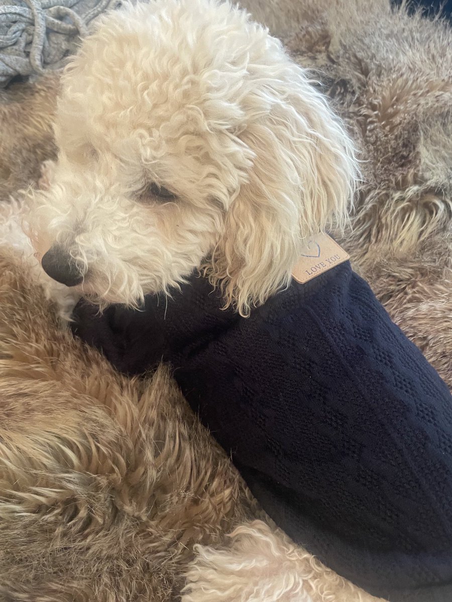 🦩 Sally Thomsett 🦩 tweet media