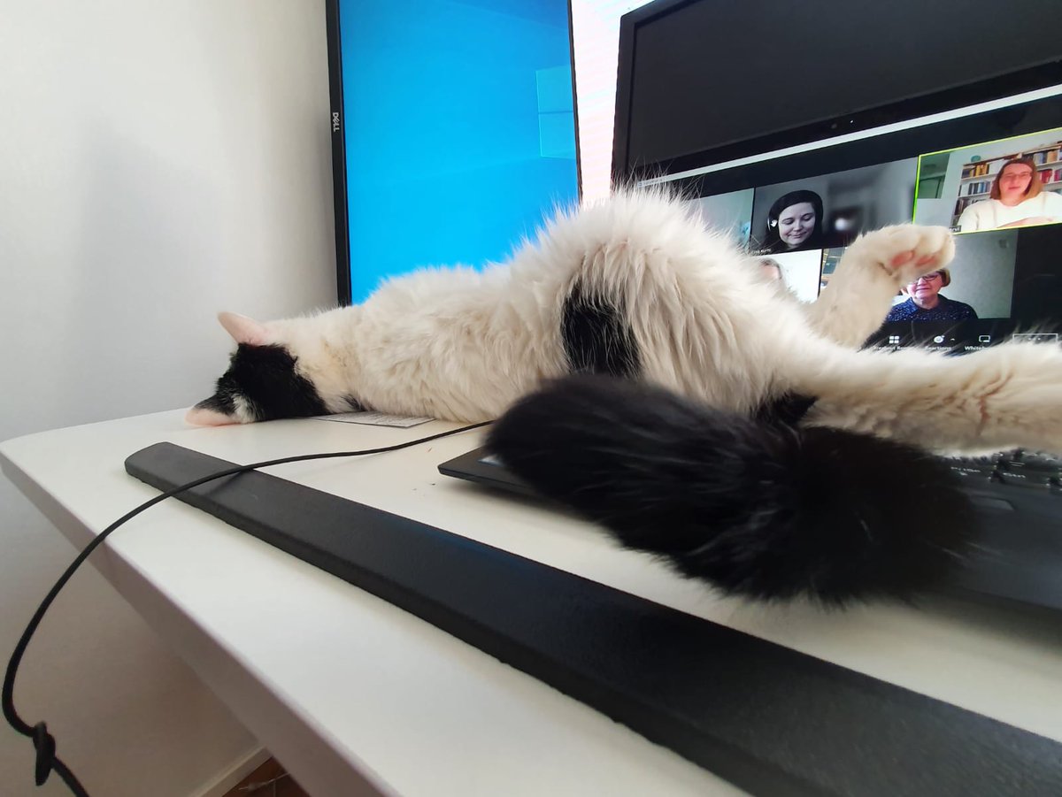 "Ei ne akateemiset #affektit nyt NOIN kiinnostavia ole..." Tänään meillä oli 738. affekokous, ainakin kissan mielestä 😹
#kissatwitter