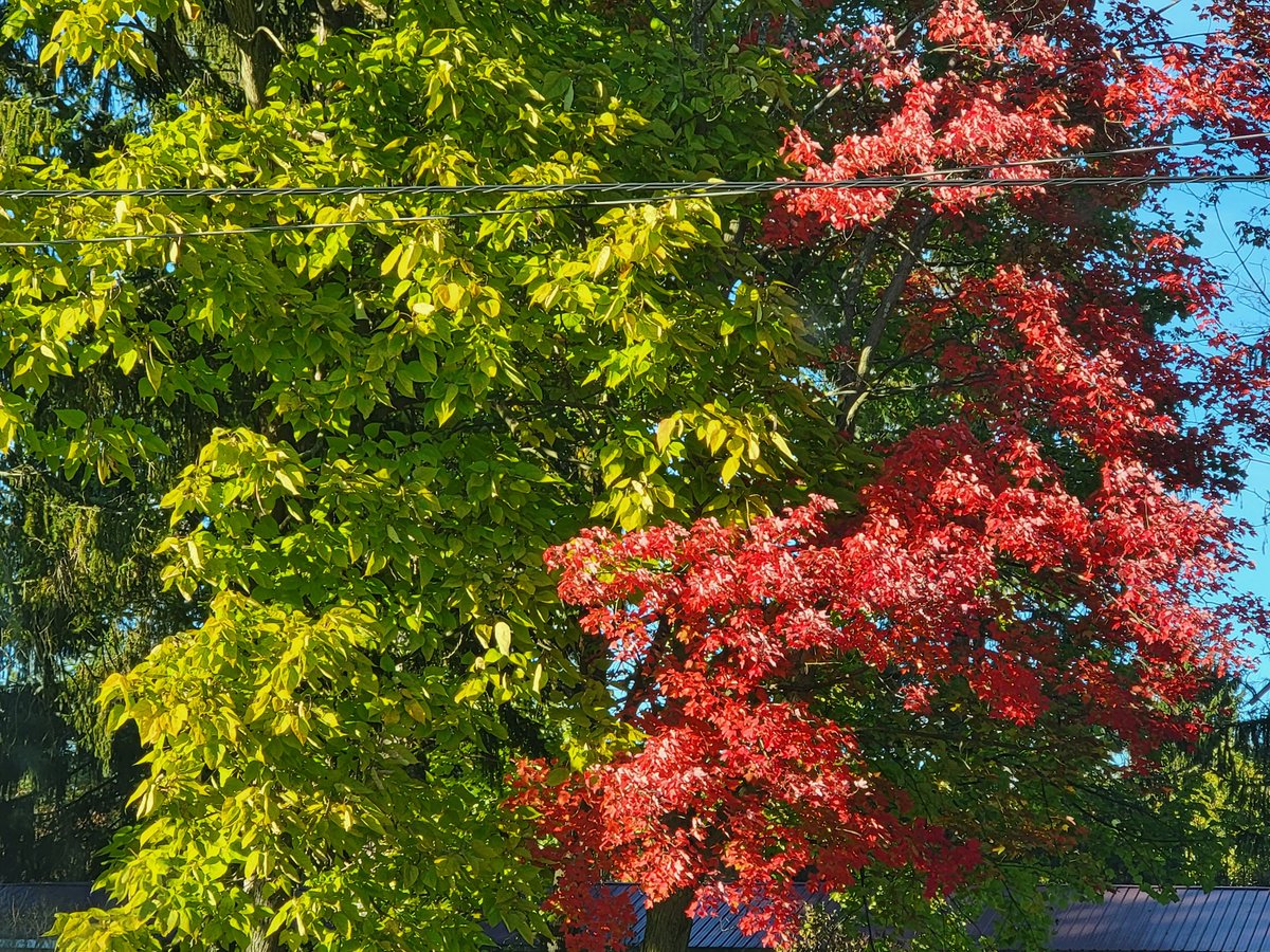 PeggyJoFarr2's tweet photo. Hope you have a tremendous Thursday! Enjoy the colors of Fall!
#thursdayvibes
#fallcolors2022 https://t.co/egNvBGfbCe