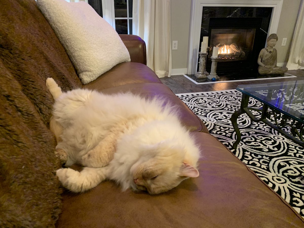 BillyLeFloof's tweet photo. Billy out. 🎤 https://t.co/FYQNybWGUr