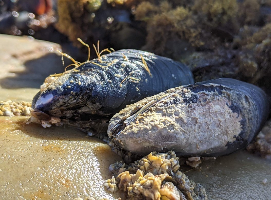 ZardiGerardo's tweet photo. Excited to be presenting our research on thermal stress mitigation by endolithic microbes in #mussels and #oysters at the @fetescience #FÊNO (@regionnormandie) this week-end at Parc des expositions in #Caen
@KatyNicastro @NiquilNathalie @UMR_BOREA @egoberville #WINNINGNormandy https://t.co/jce8PHLui7