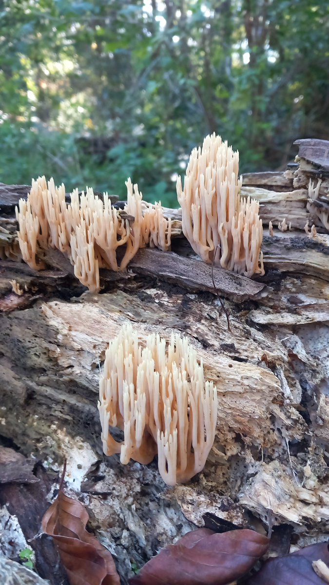 joostbak's tweet photo. Tot nu toe een matig #paddenstoelen jaar. De houtbewoners lijken het minst last te hebben van de droge zomer. Parkeerplaats #heumensoord #nijmegen. Blauwe kaaszwam rechte koraalzwam en porseleinzwam https://t.co/JHur4Kfn6b