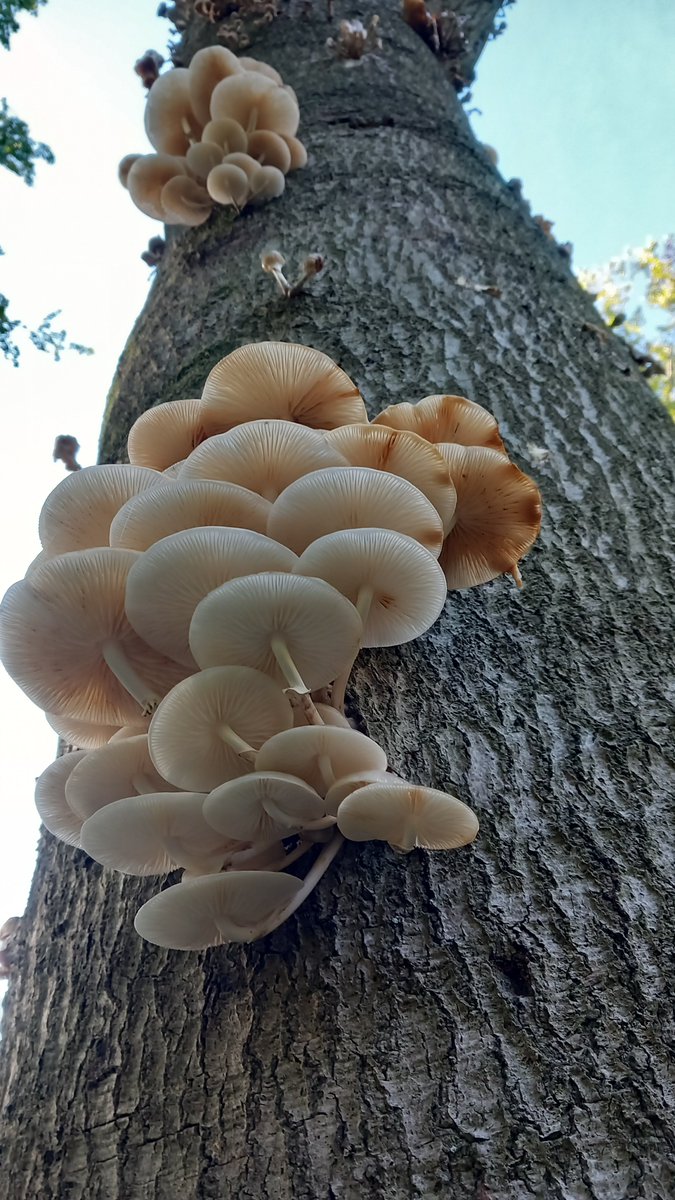 joostbak's tweet photo. Tot nu toe een matig #paddenstoelen jaar. De houtbewoners lijken het minst last te hebben van de droge zomer. Parkeerplaats #heumensoord #nijmegen. Blauwe kaaszwam rechte koraalzwam en porseleinzwam https://t.co/JHur4Kfn6b