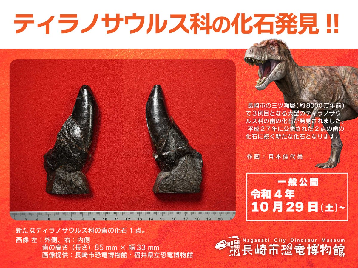 お知らせ】長崎市で大型のティラノサウルス科の歯の化石が発見されまし