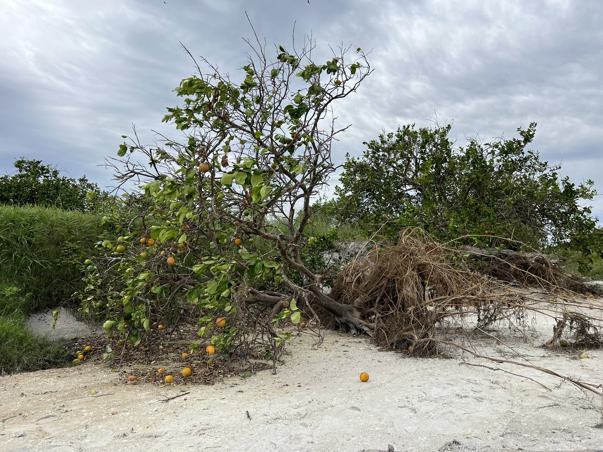 BojorquezTV's tweet photo. Hurricane Ian devastated parts of southwest Florida. It also caused extensive damage to the state’s citrus industry, as acres were eaten away, fruit washed downstream and trees toppled or ruined.

Our report is ahead on @CBSMornings https://t.co/3GH319ZD40