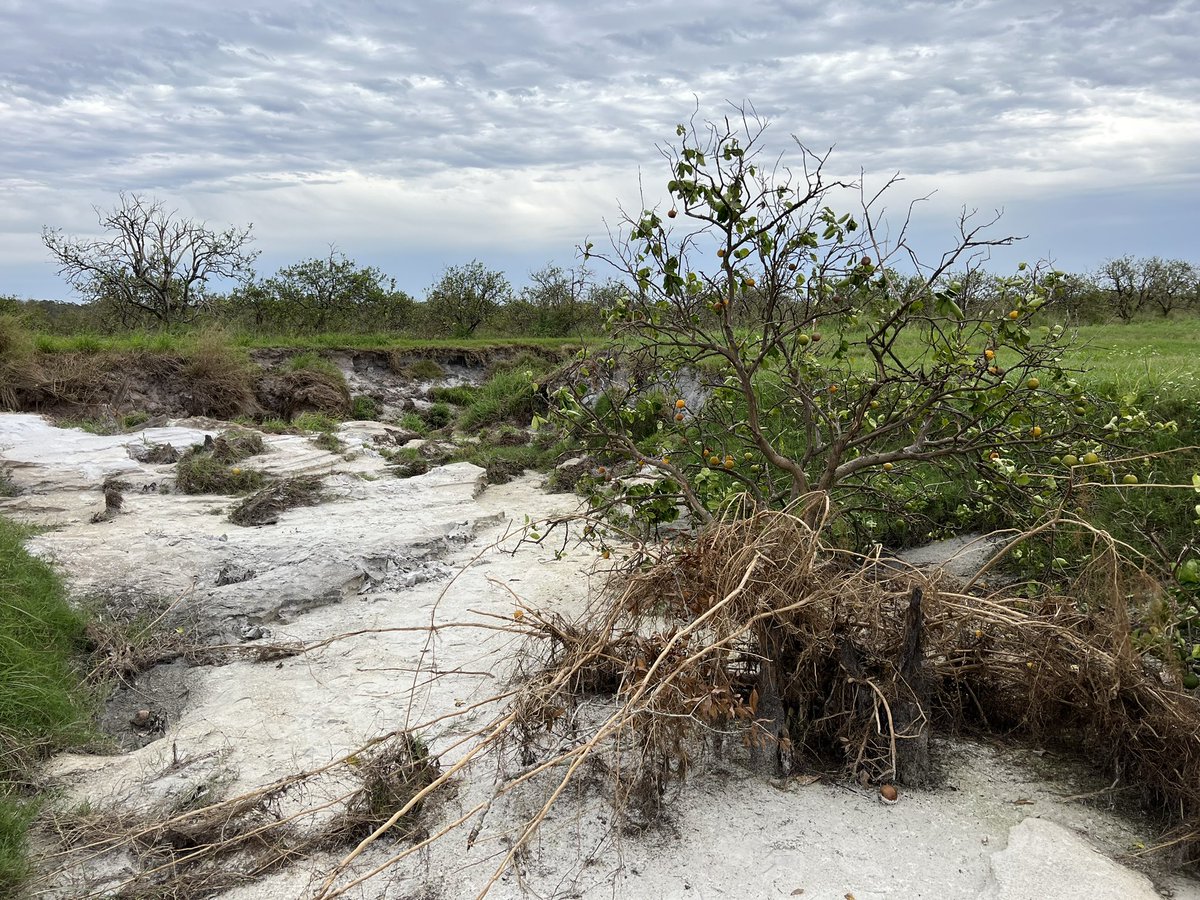 BojorquezTV's tweet photo. Hurricane Ian devastated parts of southwest Florida. It also caused extensive damage to the state’s citrus industry, as acres were eaten away, fruit washed downstream and trees toppled or ruined.

Our report is ahead on @CBSMornings https://t.co/3GH319ZD40
