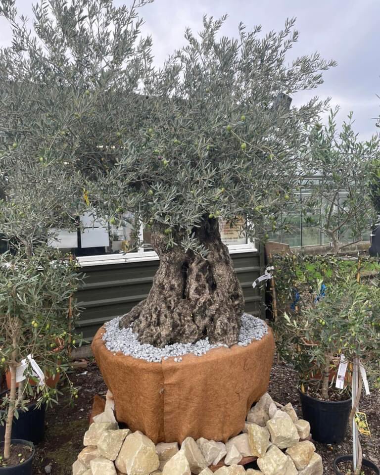 WoolpitPlants's tweet photo. A beautiful selection of hardy olives from Tuscany. Espalier framed, multi ball head, quarter standard, half standard ball head, half standard Tuscan style and the centre piece an amazing 500 year old olive. Anyone looking for the wow factor come and have a look. #Italianplants https://t.co/1Gmg6gKa83