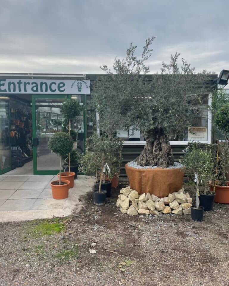 WoolpitPlants's tweet photo. A beautiful selection of hardy olives from Tuscany. Espalier framed, multi ball head, quarter standard, half standard ball head, half standard Tuscan style and the centre piece an amazing 500 year old olive. Anyone looking for the wow factor come and have a look. #Italianplants https://t.co/1Gmg6gKa83