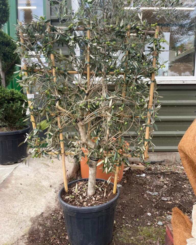 WoolpitPlants's tweet photo. A beautiful selection of hardy olives from Tuscany. Espalier framed, multi ball head, quarter standard, half standard ball head, half standard Tuscan style and the centre piece an amazing 500 year old olive. Anyone looking for the wow factor come and have a look. #Italianplants https://t.co/1Gmg6gKa83