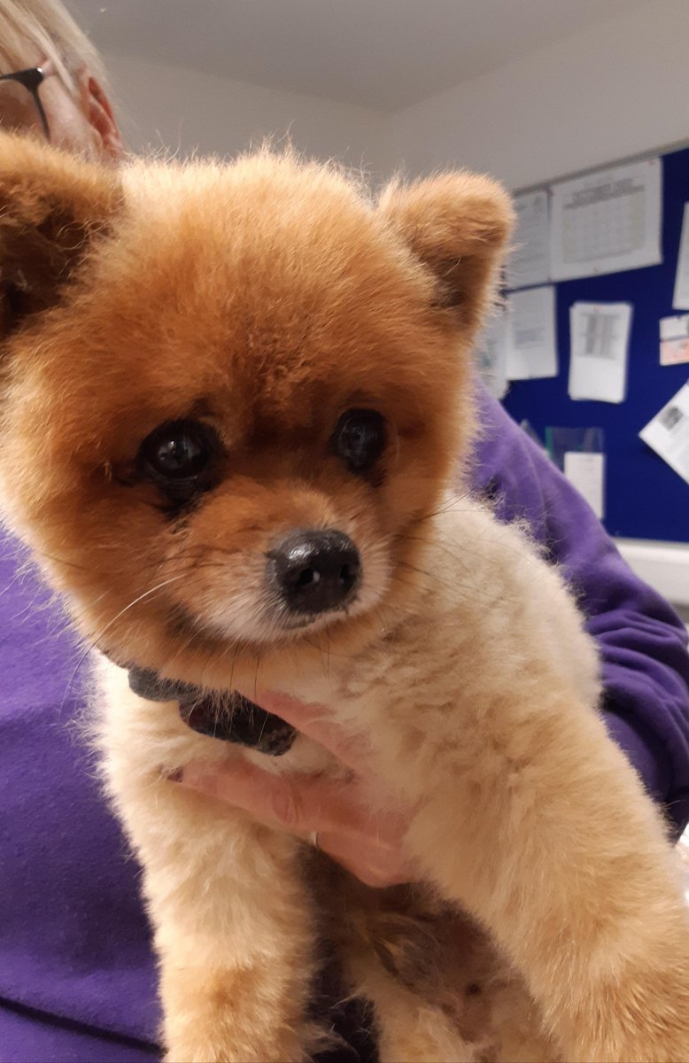 SouthLanCouncil's tweet photo. The Council’s Dog Warden picked up this stray in the Rosebank area today, Thursday 20 October. The dog has been taken to the SSPCA centre on Bothwell Road, Hamilton. If this is your dog you can reclaim it by contacting the SSPCA. https://t.co/4va6yiQPbo