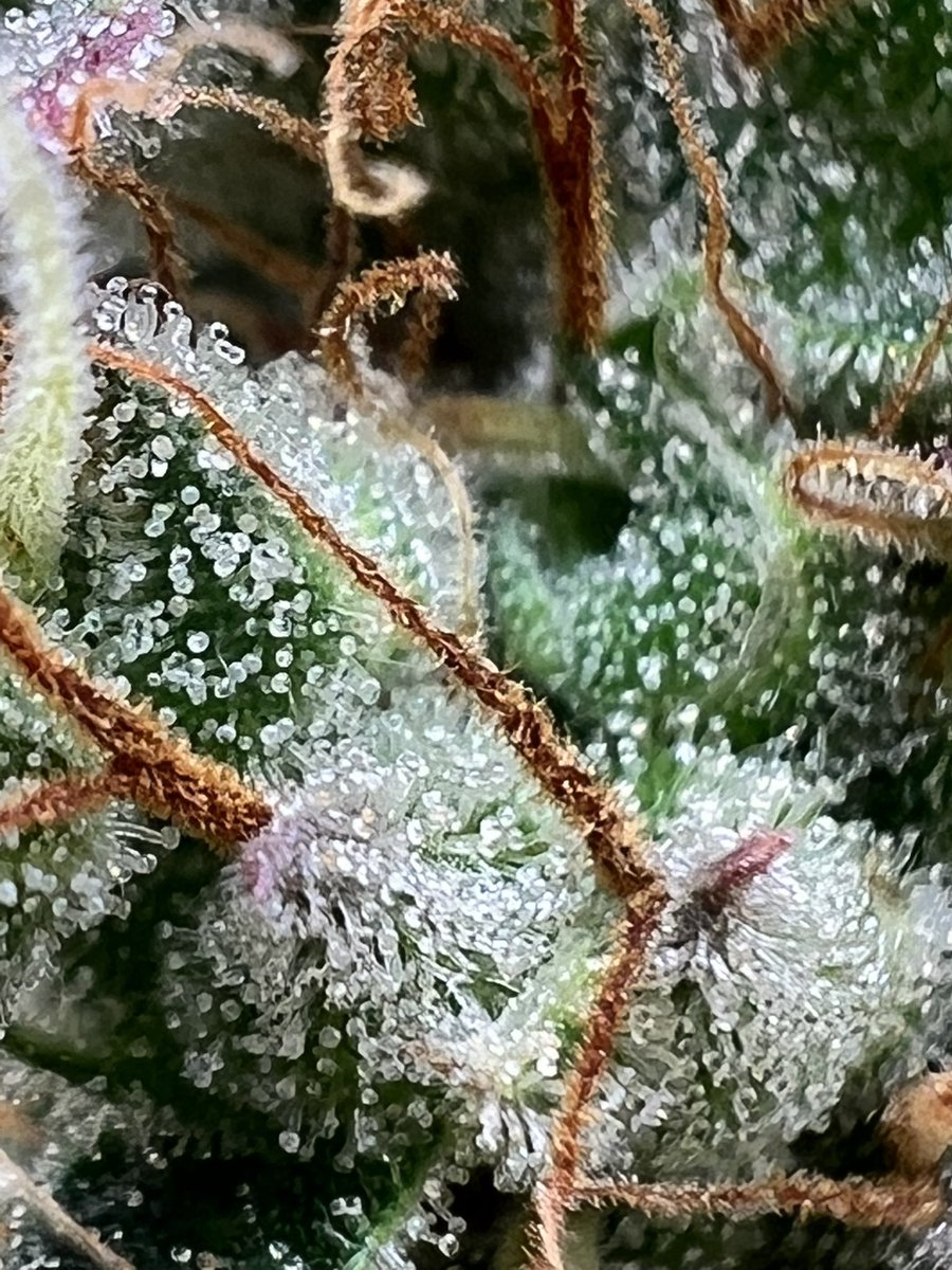 PushnPhosphorus's tweet photo. #ThrowbackThursday GMO cookie 🍪 Auto Trich shot.
Grown in organic Stonington blend @coastofmaineorg
Nutes: CoM Liquid Squid, CoM Kelp molasses teas.
#cannabis #weed #WeedLovers #Mmemberville #OnlyAutos #OmlyAutoFlowers https://t.co/87WzQ6AYlU