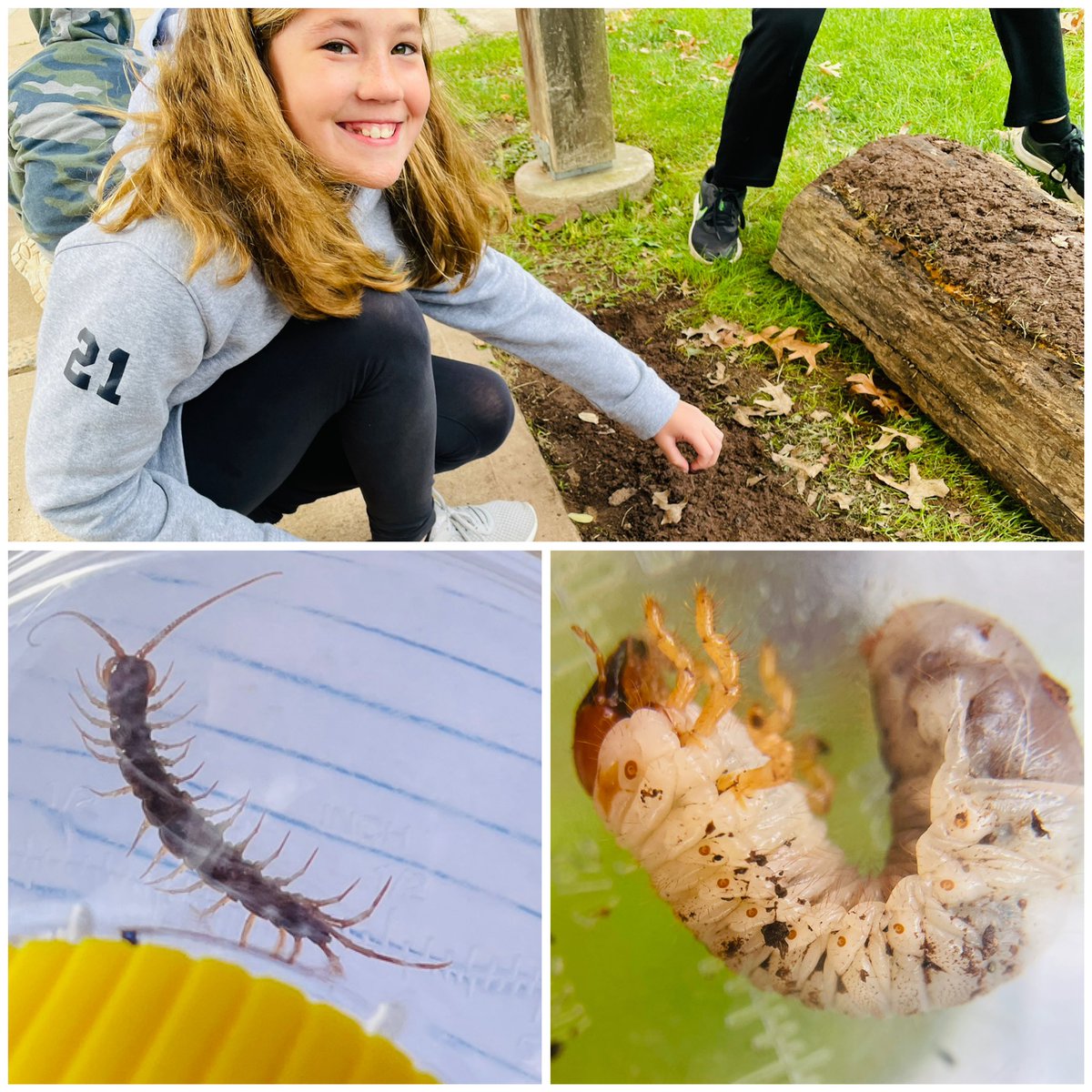 ProfKindred's tweet photo. Flippin’ logs, looking for decomposers! #Science #fifthgrade #beartavernpride #btpride #decomposers https://t.co/TPrjUSTPyP