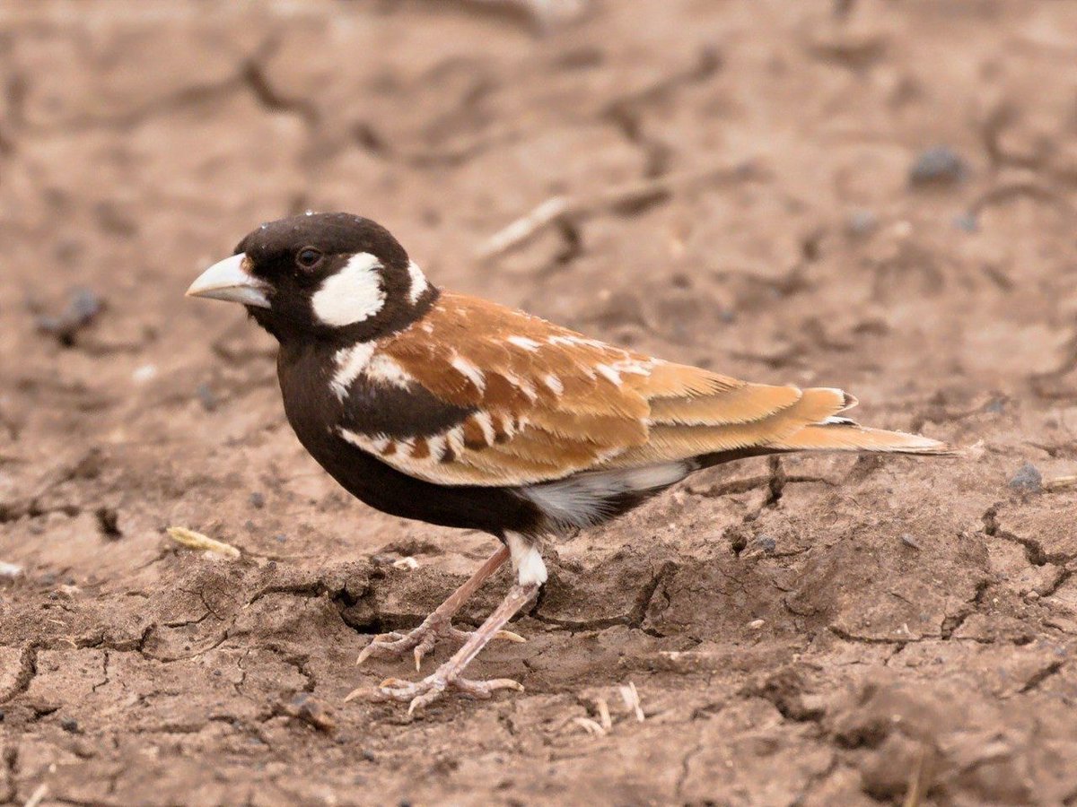 Exoticethiopian's tweet photo. Chestnut-backed Sparrow-lark (Eremopterix leucotis)
Distribution: 5 subspecies recognized. This is found in South Sudan, Ethiopia, Eritrea &amp; NW Somalia.
Location: Sariti, Ethiopia.
Photo: Merid 
#VisitEthiopia #birdinginethiopia #birdsofethiopia
#ethiopiabirding #BirdsSeenIn2022 https://t.co/hC37RpSbCY
