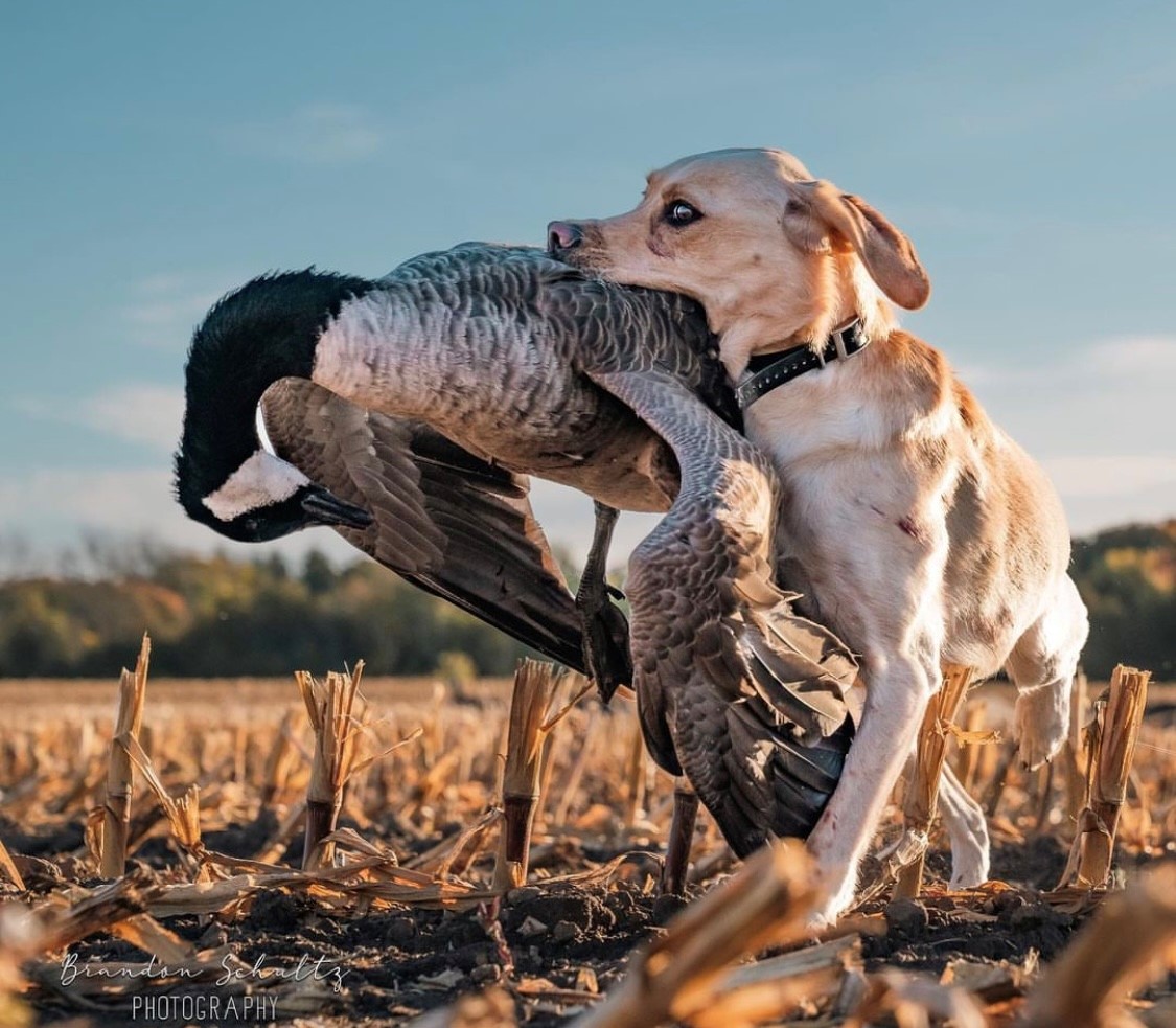 'It's not how you start, it's how you finish!' - @brandonschultzphotog Ain't that the truth!!! #ITSINOURBLOOD #IAMSPORTSMAN #hunting #waterfowl #goosehunting #geese #goosehunter #waterfowlhunting #dog