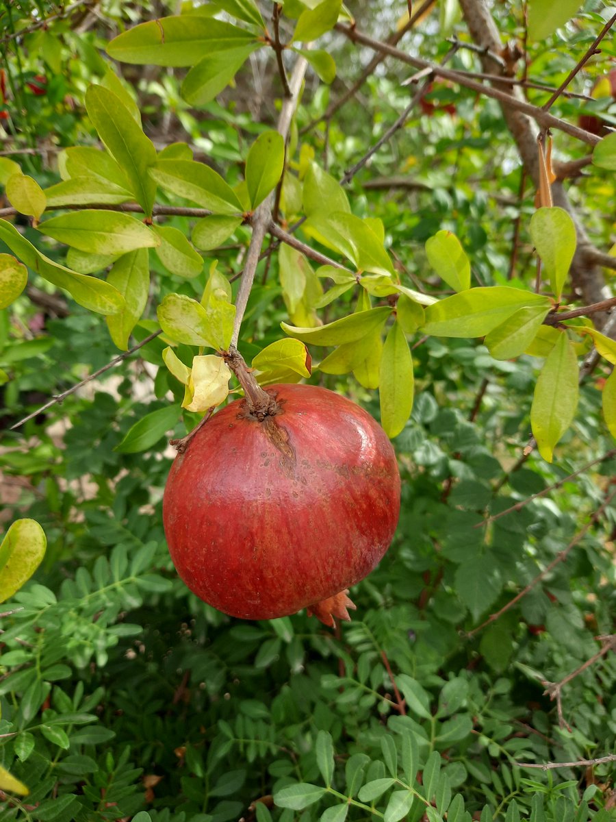 EnsenyatAntonia's tweet image. Bon dia colla, avui colliré els codonys i les magranes agres que queden al magraner. Sí, ho sé... faig tart! 🤗Però necessitava carregar piles!😊😚
#Codonyat
#Salsademagrana
@DaKotrina_77 
@iaiavegana 
@RosannaRoyoiPla 
@LPocoyo 
@Larikkis