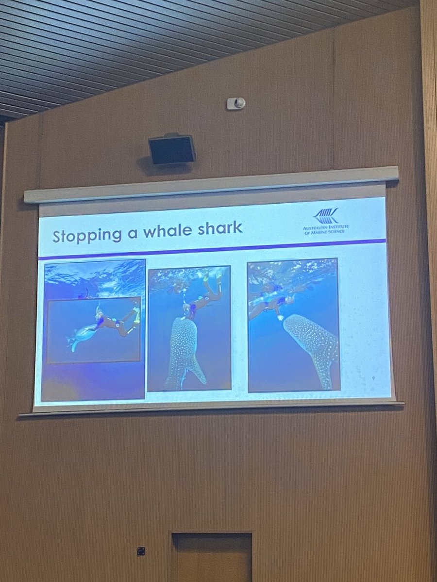 Wondering how to stop a whale shark for research? Clean the parasitic copepods off its nose of course! <a href="/MarkMeekan/">Mark Meekan</a>