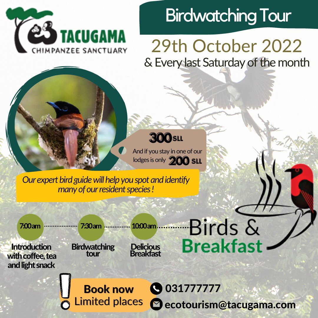Salone4Chimps's tweet photo. #BirdwatchersourBirdandBreakfastisback🪶🌿☕
Now that the rainy season is leaving us, the birds are starting to take over the forest around Tacugama!😃Join us next
#Saturday29th October with tour with our bird guide.
📍#Bookyourspotnow
📧ecotourism@tacugama.com
☎️ 031777777 https://t.co/iav7WviiRl