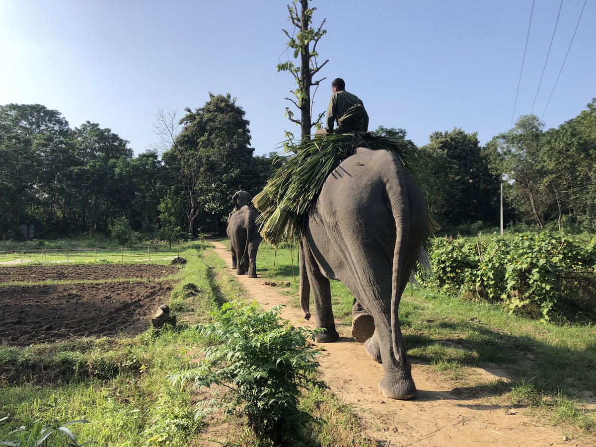 I never get bored of this view <a href="/TigerTopsNepal/">#tigertops</a> #elephants #Nepal