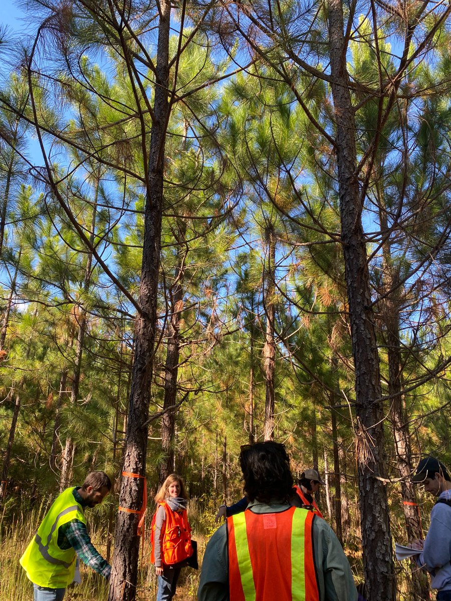 NCNaturalist's tweet photo. Teaching Dendrology in the Duke Forest @DukeEnvironment!

#dendrology #womeninSTEM #womeninscience #womeninforestry #teaching #pedagogy #getoutside https://t.co/B0GAgZmWmE