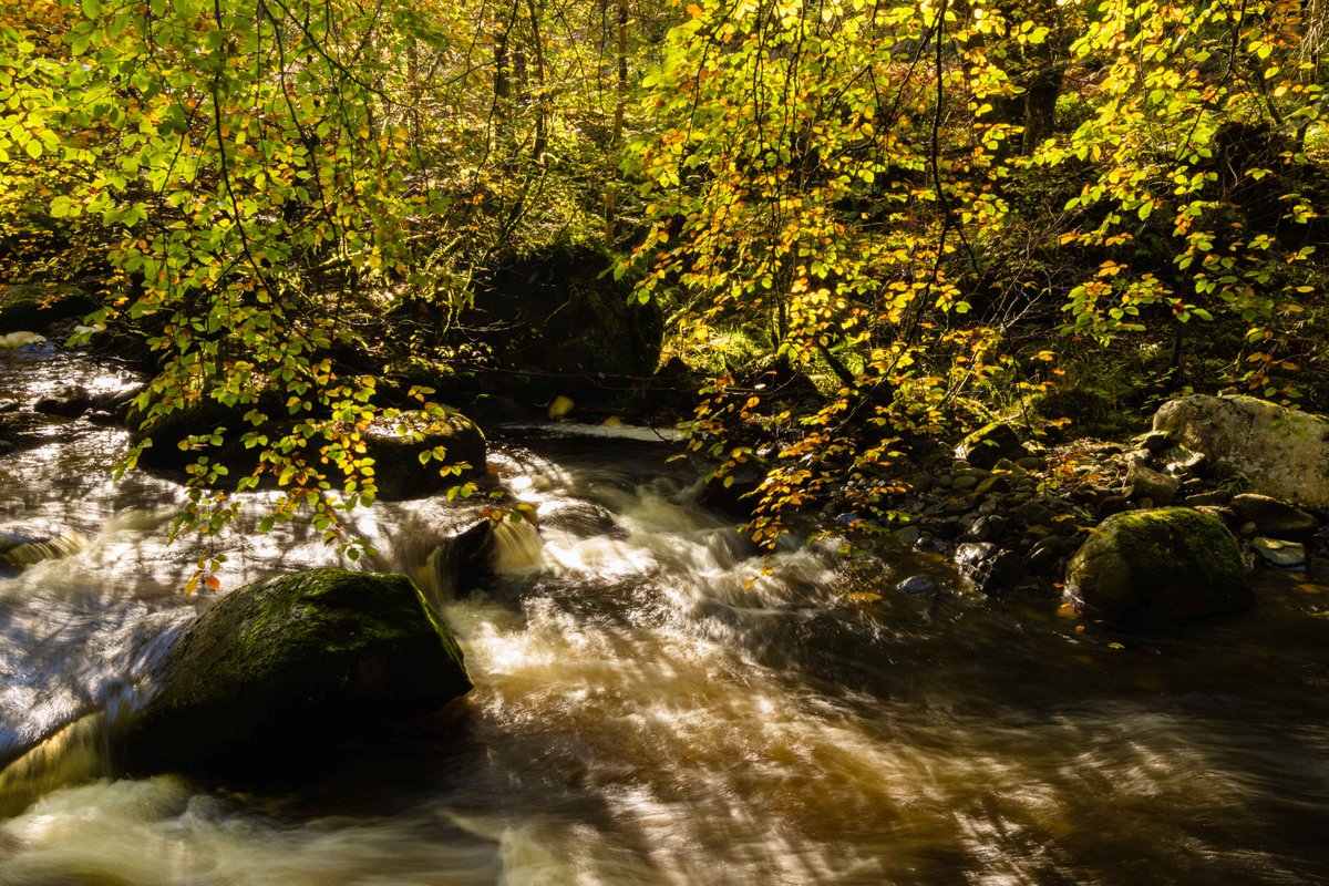 fifeexplorer's tweet photo. The Falls of Moness and the falls at the #birksofaberfeldy all in full flow this week under the Autumn canopy... #OutAndAboutScotland #outdooradventures #beautifulscotland #scotlandshots #countrywalks #Scotlandisnow https://t.co/pi4dlQp0bL