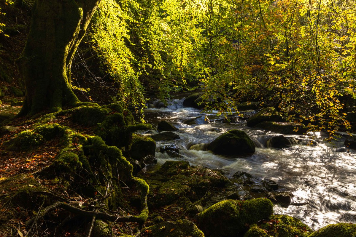 fifeexplorer's tweet photo. The Falls of Moness and the falls at the #birksofaberfeldy all in full flow this week under the Autumn canopy... #OutAndAboutScotland #outdooradventures #beautifulscotland #scotlandshots #countrywalks #Scotlandisnow https://t.co/pi4dlQp0bL