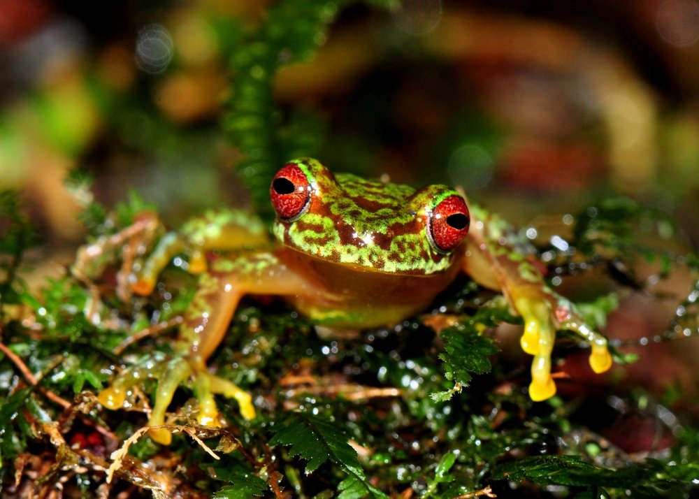 todays frog of the day is the copan brook frog! it can be found in guatemala! its green in colour covered in dark markings with a yellow underside. males can be identified by having a single vocal sac under the throat! it has bright red eyes and can grow to 3.8cm in length!