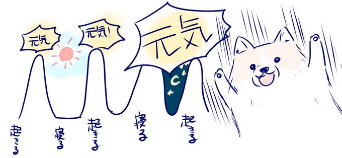 コイッヌが2時間くらい寝てはマックスで暴れるの繰り返しで
本当にテンションが0か100しか無くて凄い
エネルギーの塊
毛の生えたねずみ花火みたい 