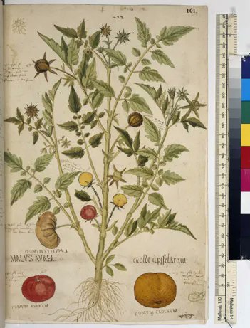 Digitalization brings to light many old tomato herbarium specimens. 🍅 They show that tomatoes entered Europe in different colors, shapes, and sizes. Mistery: did they originate from Mexico or from Peru? Find out more 👉buff.ly/3Gq0Y0w