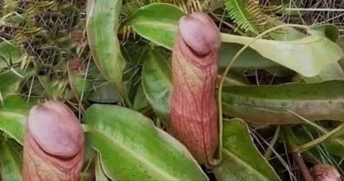 The nepenthes holdenii plant…