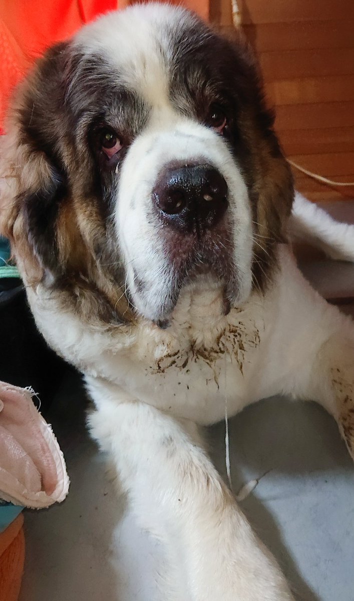 ｶﾞﾝとｹﾛｲﾄﾞとｱﾆﾏﾙの にゃぁな Nya Na999 Twitter