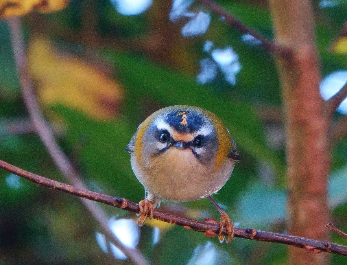 Beautiful morning’s birding out on the Lizard. 1000s of Thrushes including a flock of 14 Ring Ouzel over Lloyd’s Lane, a Yellow-browed Warbler in the village and this feisty looking Firecrest in Church Cove. @CBWPS1