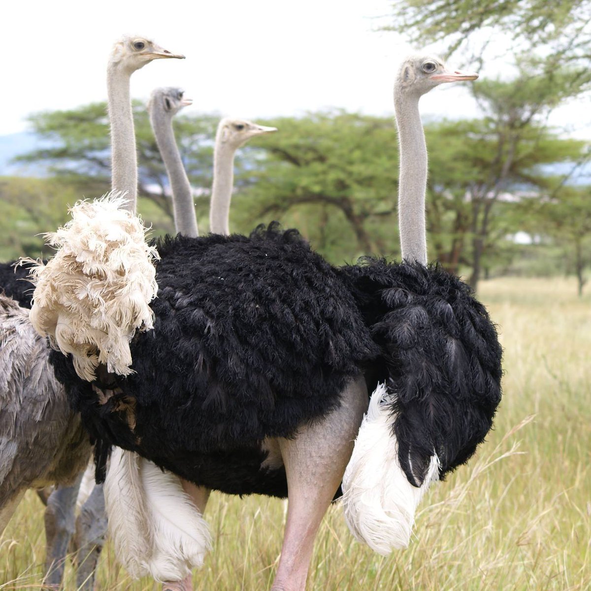 Exoticethiopian's tweet photo. Ostriches 
#BirdsSeenIn2022 #Birdwatchingadventures #BirdsofEthiopia #BirdinginEthiopia #VisitEthiopia #LandOfOrigins @visiteth251 https://t.co/Z8FspX9iMD