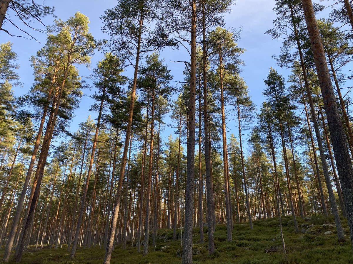 PirjoP1's tweet photo. Syysloman puuhastelua
#metsätyö #luonto #metsä https://t.co/yTXzfnIb0z