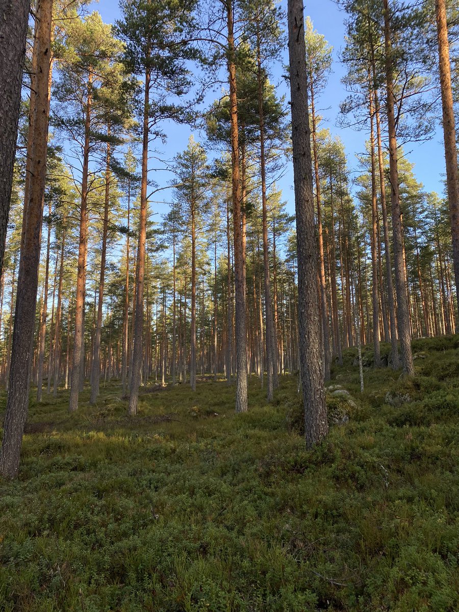 PirjoP1's tweet photo. Syysloman puuhastelua
#metsätyö #luonto #metsä https://t.co/yTXzfnIb0z