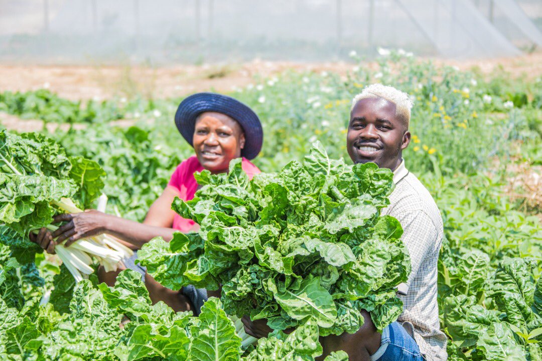 I met meme Aguste a few weeks ago and she said they have been growing fresh spinach but to find out that she doesn’t have customers makes me sad. This bunch cost less than N$ 100.00

She has a garden in Goreagab and she needs more funds to set up her garden properly.