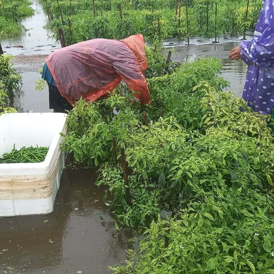 visit_kp's tweet image. Cuaca ekstrem masih menjadi ancaman untuk petani Kulon Progo. Tetap semangat 💪🙏🏻🌼 
*semoga segara pulih semua 🤲
#visitkulonprogo