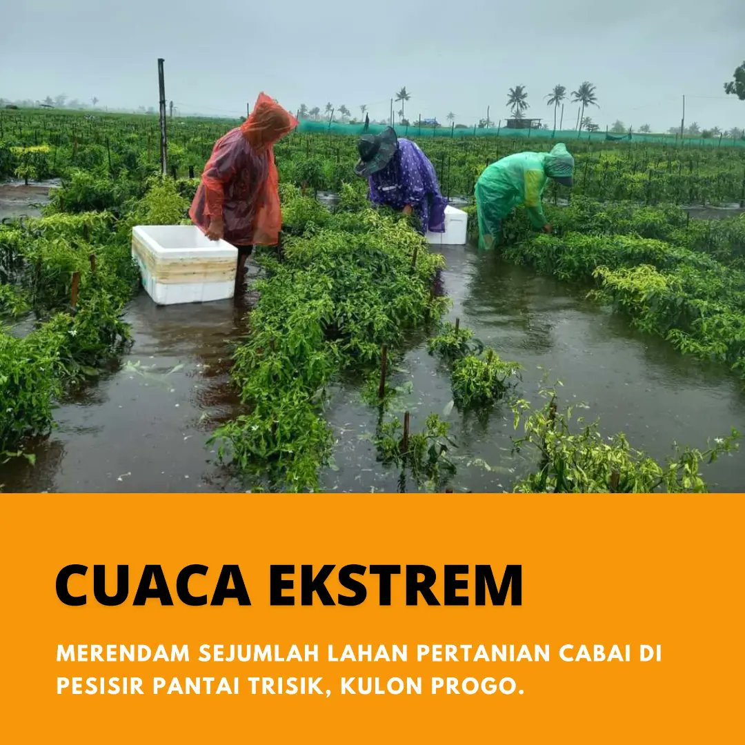 visit_kp's tweet image. Cuaca ekstrem masih menjadi ancaman untuk petani Kulon Progo. Tetap semangat 💪🙏🏻🌼 
*semoga segara pulih semua 🤲
#visitkulonprogo