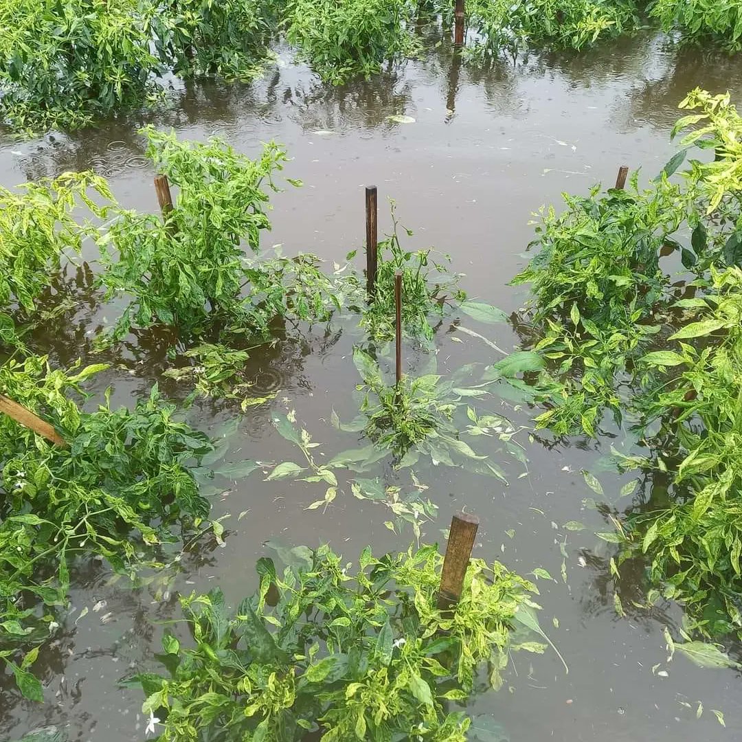 visit_kp's tweet image. Cuaca ekstrem masih menjadi ancaman untuk petani Kulon Progo. Tetap semangat 💪🙏🏻🌼 
*semoga segara pulih semua 🤲
#visitkulonprogo