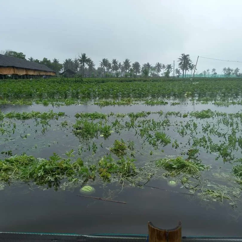 visit_kp's tweet image. Cuaca ekstrem masih menjadi ancaman untuk petani Kulon Progo. Tetap semangat 💪🙏🏻🌼 
*semoga segara pulih semua 🤲
#visitkulonprogo