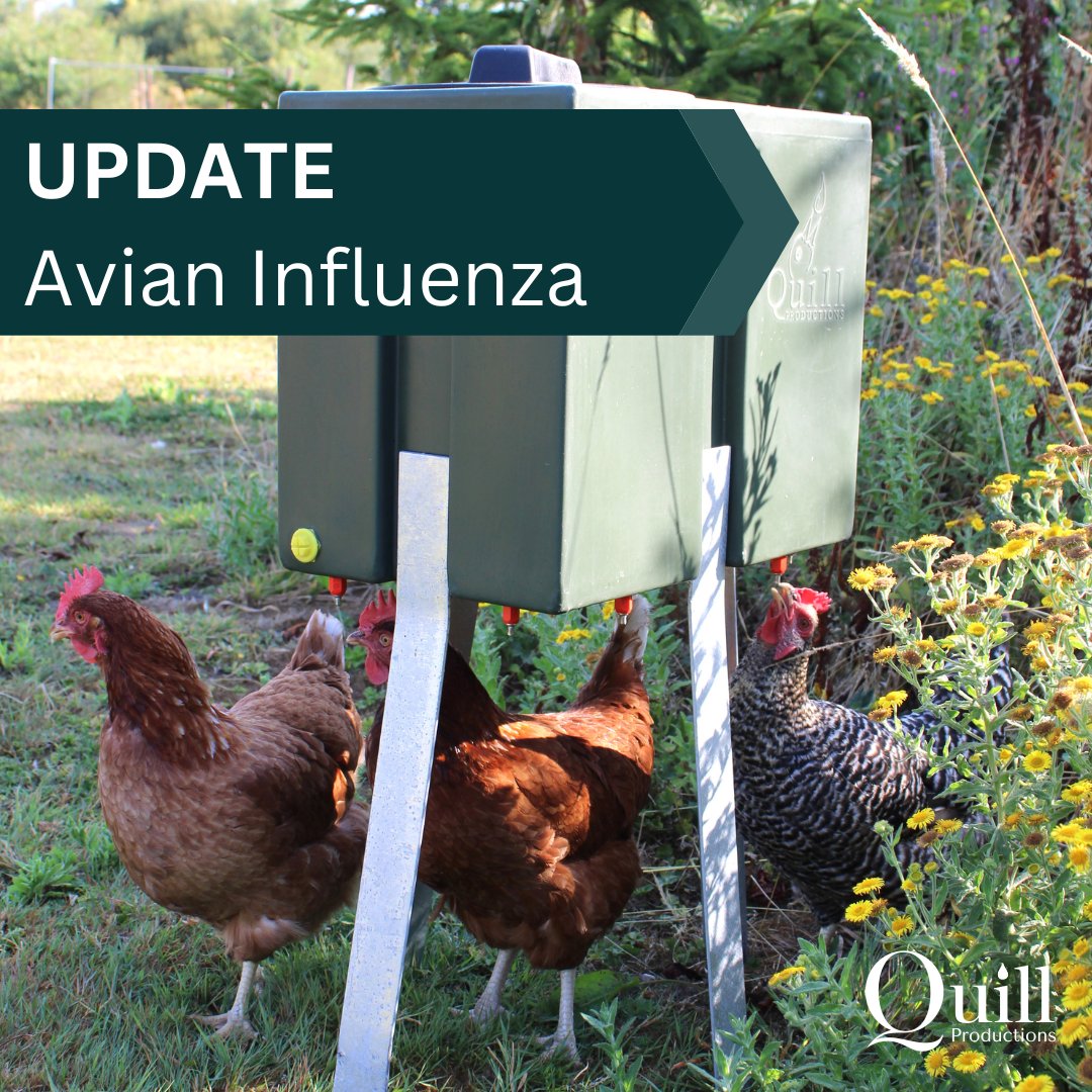 QuillProd's tweet image. Avian Influenza update:
On Monday 17th Oct DEFRA declared an Avian Influenza Prevention Zone (APIZ) across GB.

It is a legal requirement for all bird keepers in GB to follow strict biosecurity measures. 

For full guidance: gov.uk/guidance/avian…

#avainflu #avianinfluenza