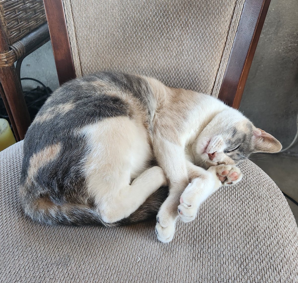 #미미야놀자
웅니 카페왔는데 고양이 만났어 짱귀엽... 쓰다듬었는데 기지개피면서 냐아아옹~했어ㅜㅜㅜ 진짜 귀엽...