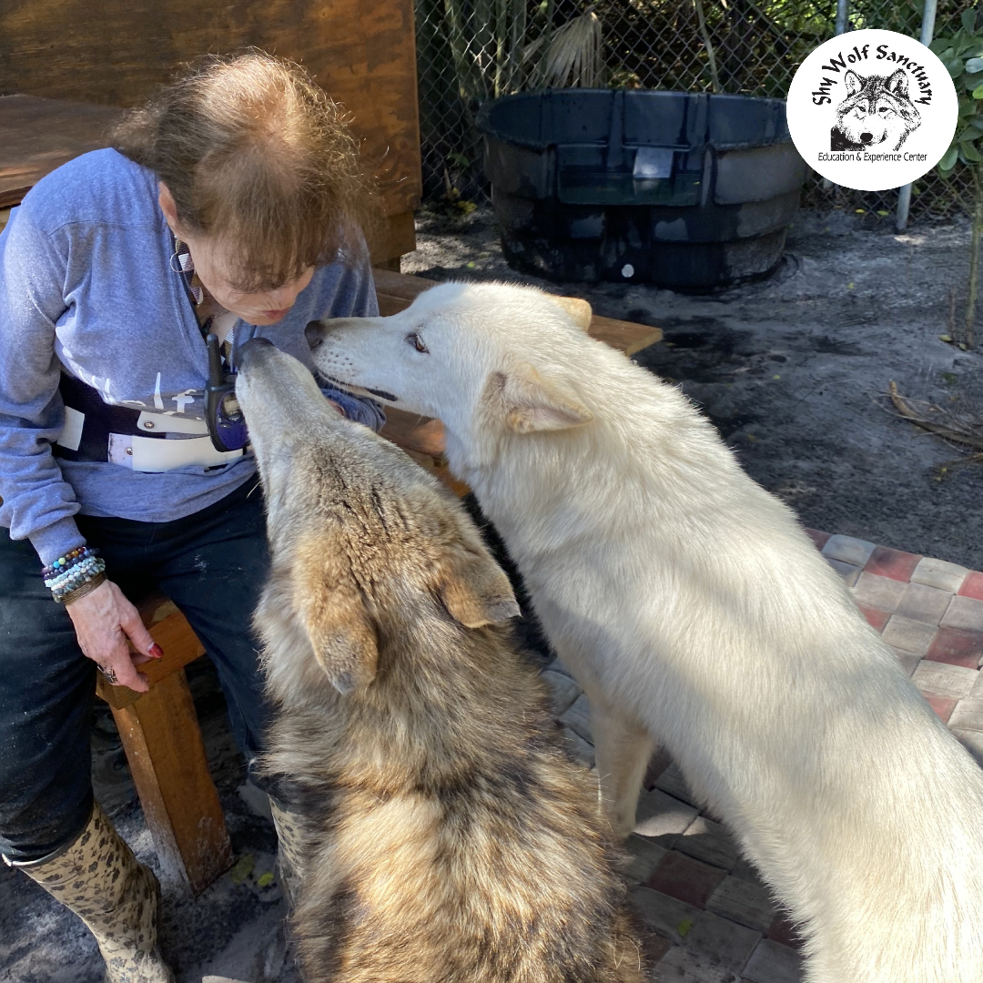 ShyWolfSanct's tweet photo. "My heart is for the animals. That's my purpose. We all have purpose. Everything on the face of this earth has a purpose, and I found mine in my late 40s or early 50s." Nancy Smith, Shy Wolf Sanctuary Founder https://t.co/F0GBrzsn9Q
#ShyWolfSanctuary #NancySmith #Kye #Chenoa https://t.co/AgLXpA804Y