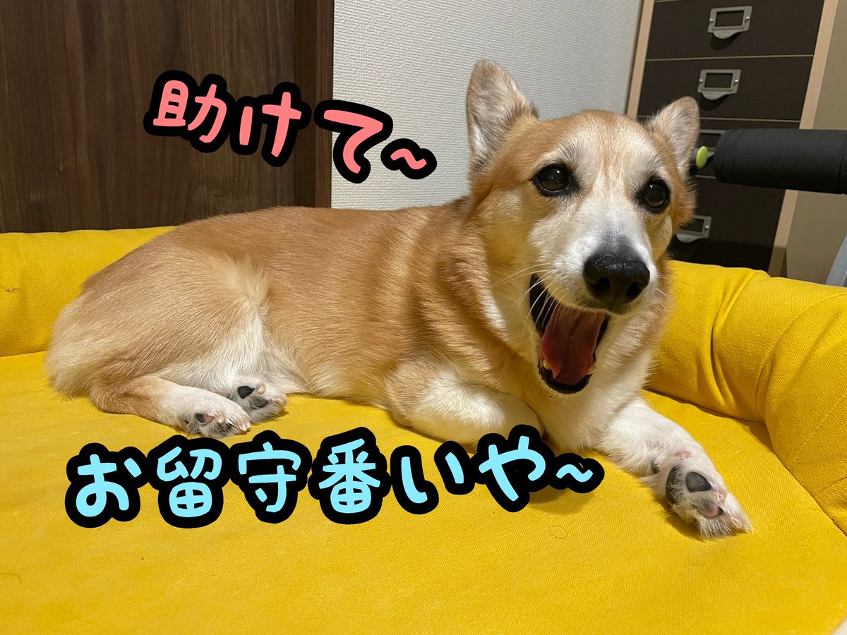 atmurnduke's tweet photo. お留守番をやんわりと拒否するコーギー犬バロン https://t.co/hkr9Xep7i2 @YouTubeより https://t.co/ioAVqXpciG