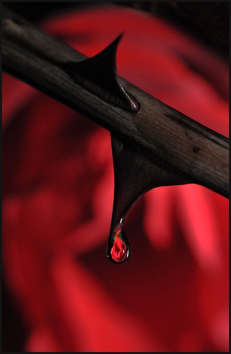 antotp's tweet photo. Le rose non vogliono #ferire.
Le rose #siProteggono.
Prima di tutto tu
(Antonella Trapani) https://t.co/5J64IQZfon