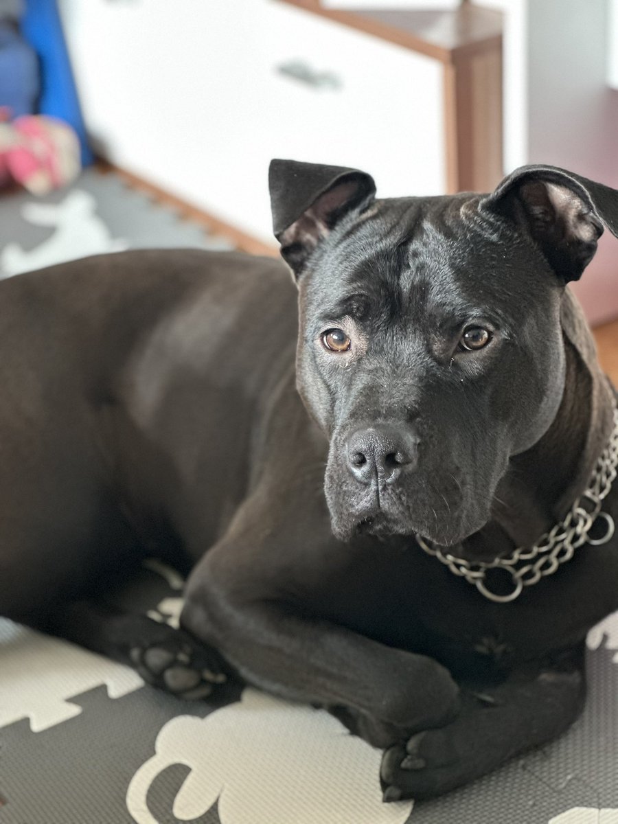 Natascha_SGE's tweet photo. Mein Bub 🥰🥰 und ja Kinder und Hunde zusammen funktioniert wunderbar ☝️☝️ die Erziehung macht es aus 🤪 #momlife #canecorsomix https://t.co/XlEdtz3RNk