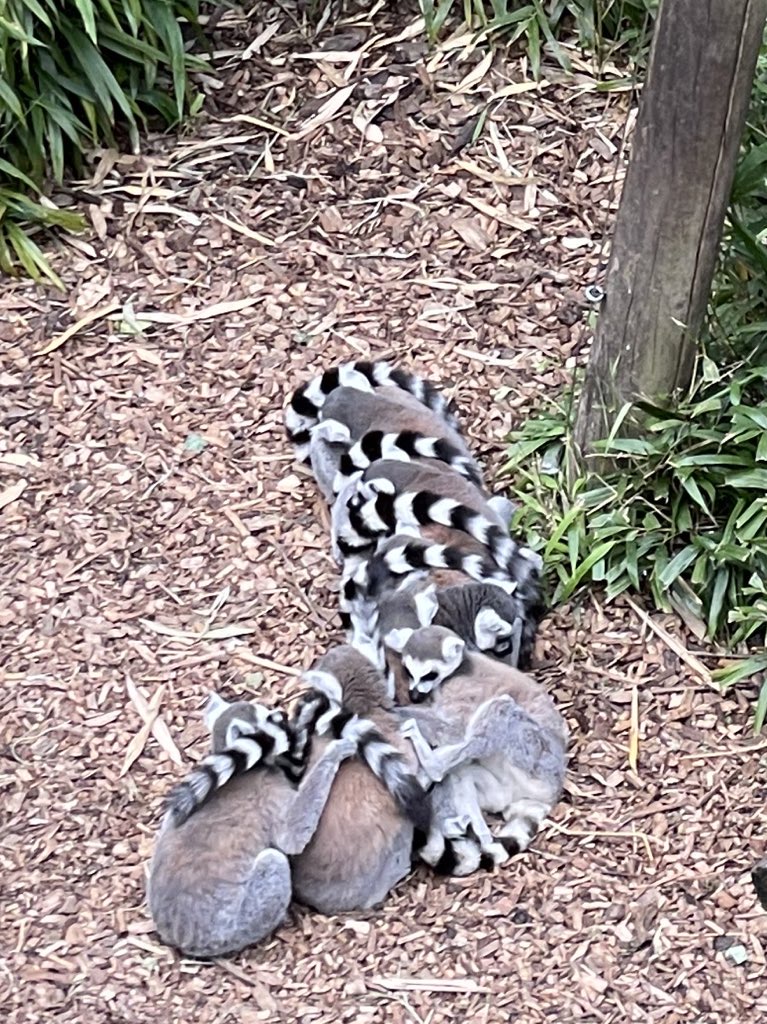 Dr Jo Science PhD CSciTeach (Jo Montgomery) 🔬🧬🧪 (@drjoscience) on Twitter photo I'm <a href="/ColchesterZoo/">Colchester Zoo</a> today for the <a href="/STEMLearningUK/">STEM Learning</a> @SET_Science #PrimaryScience conference, supporting teachers with #Assessment and #Science and #Literacy - all in the engaging context of #LivingThingsAndTheirHabitats at the zoo on #ProtectOurPlanetDay
#POP22 #STEMeducation #CPD I'm <a href="/ColchesterZoo/">Colchester Zoo</a> today for the <a href="/STEMLearningUK/">STEM Learning</a> @SET_Science #PrimaryScience conference, supporting teachers with #Assessment and #Science and #Literacy - all in the engaging context of #LivingThingsAndTheirHabitats at the zoo on #ProtectOurPlanetDay
#POP22 #STEMeducation #CPD