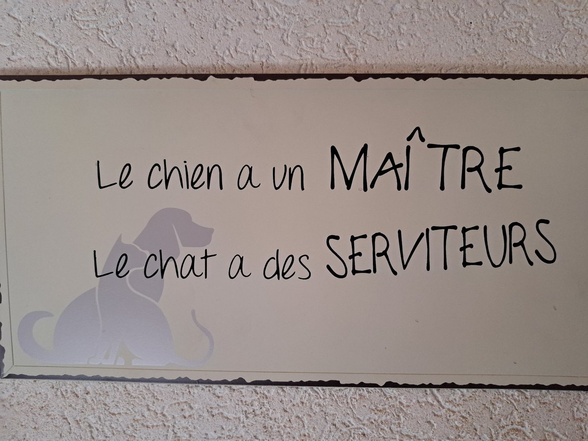 Sandraviscardi1's tweet photo. Spécial dédicace pour @tojay_le_chat qui est entré dans la postérité ce matin avec un article dans le Tagi et un prime time en direct sur #lapremière! #rts https://t.co/jM6AUeTjyJ