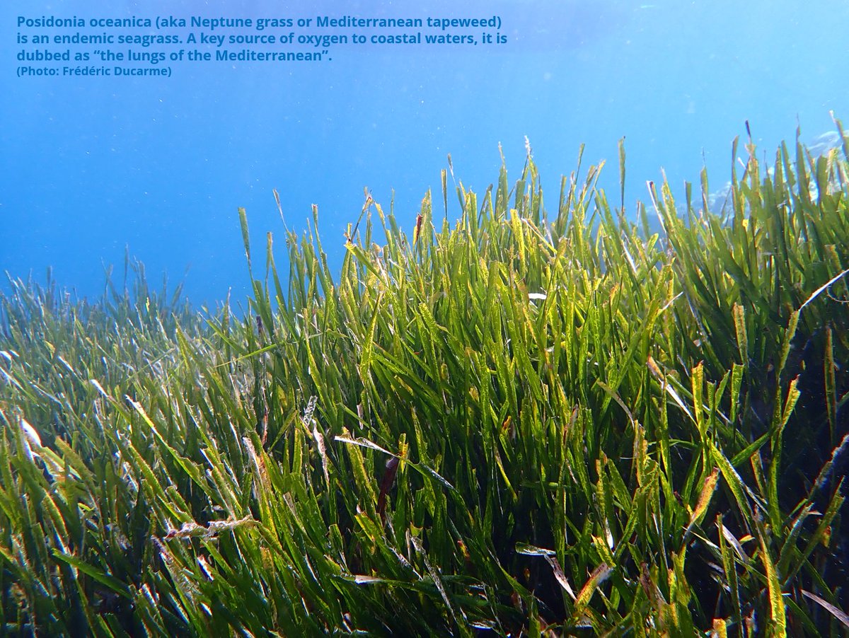 👋🏽Meet Posidonia oceanica. 'The lungs of the Mediterranean.' 🌊Sequestering carbon & regulating climate, such seagrass meadows in lagoons must be conserved, say researchers, including @IAEAorg staff, in @theAGU article. #GlobalGoals #Atoms4Climate #Atoms4Life #SaveOurOcean