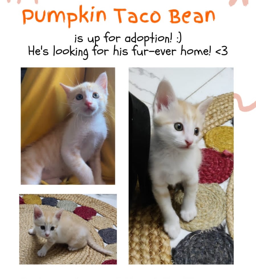 RenukaHariharan's tweet photo. Taco is a super fun, energetic kitten who loves his mouse toy,
paper balls, and wand toys! He's a purr-machine.Fully litter trained, and loves both wet and dry food!
Please call  97392 29093 to adopt #bangaloreadoption #AdoptDontShop #kittens @amritaIQ https://t.co/lgfJWMDuuT